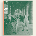 Cow standing under a covered area with 'JoCA' branding on a green and orange book cover.